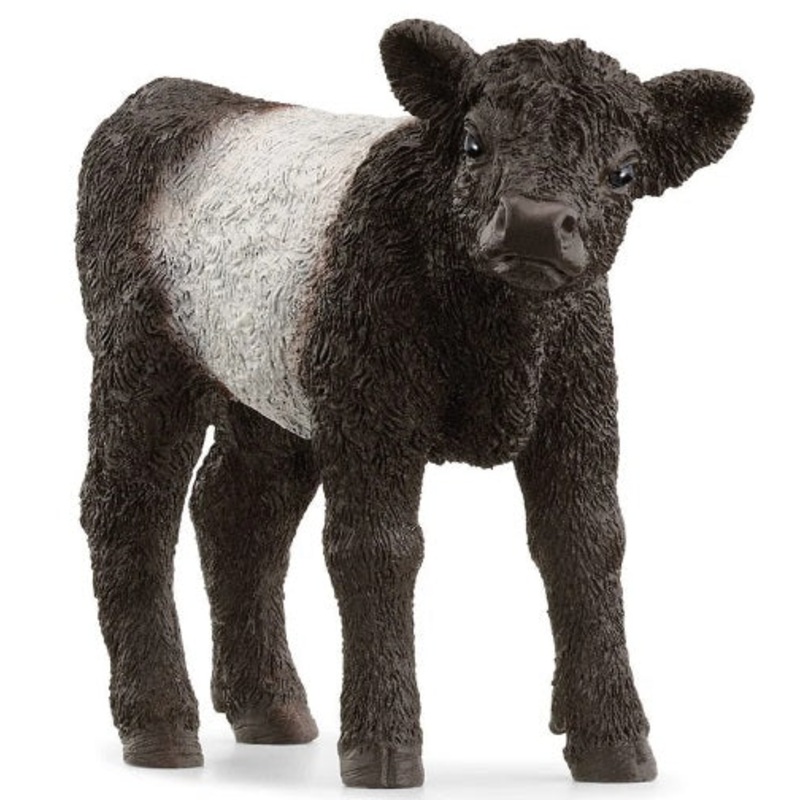 Galloway Calf