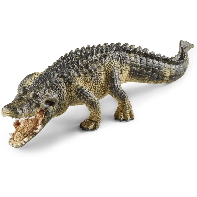 Alligator