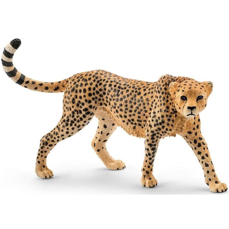 Female Cheetah