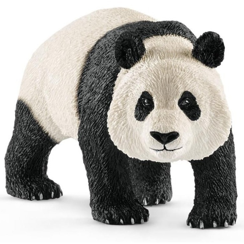 Giant Panda Male