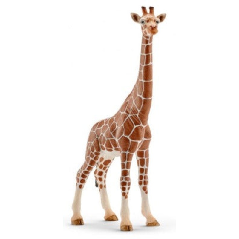 Giraffe Female