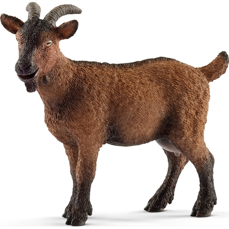 Goat