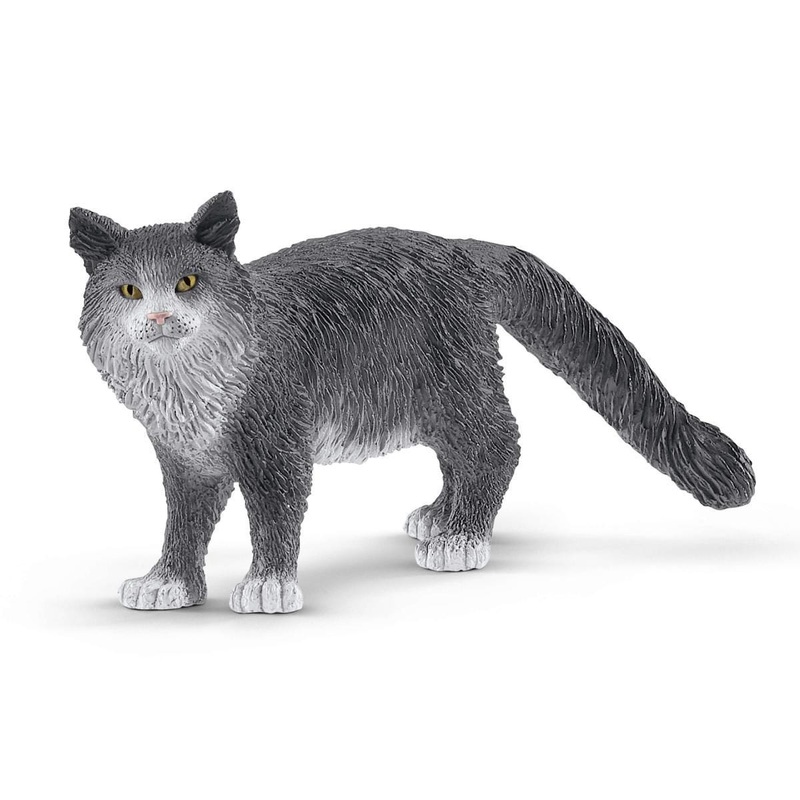 Maine Coon Cat