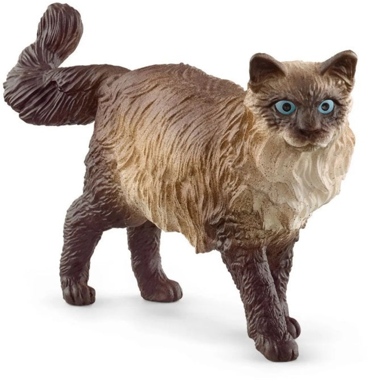 Ragdoll Cat