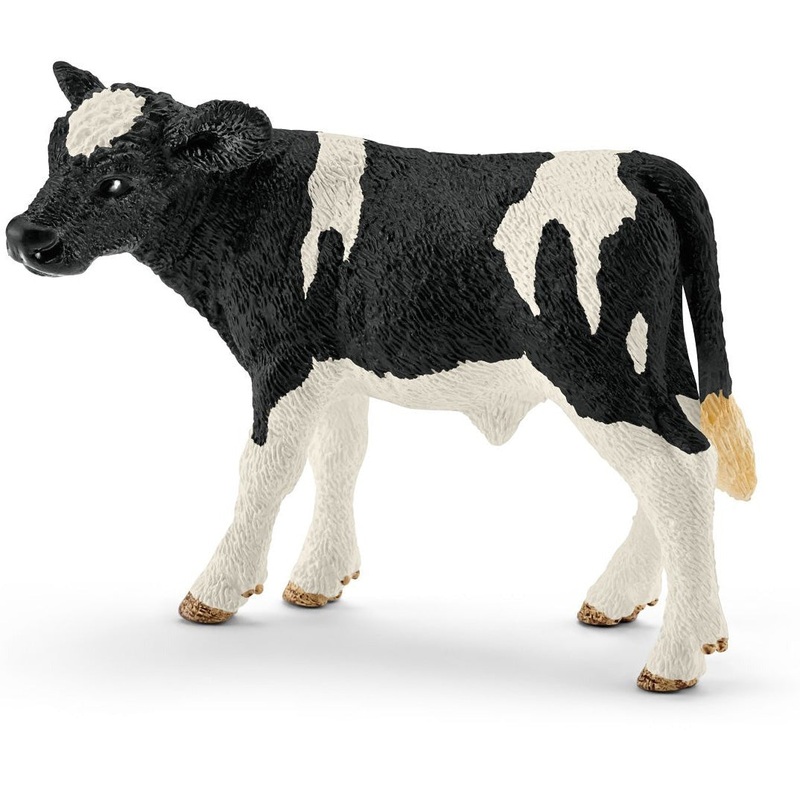 Holstein Calf