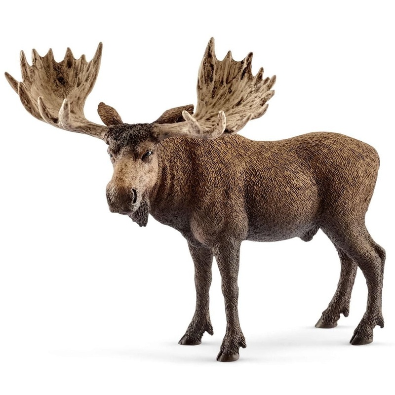 Moose Bull