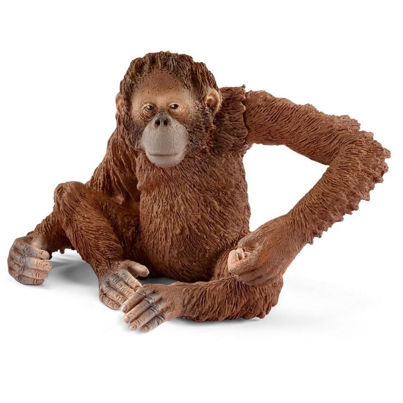 Orangutan Female