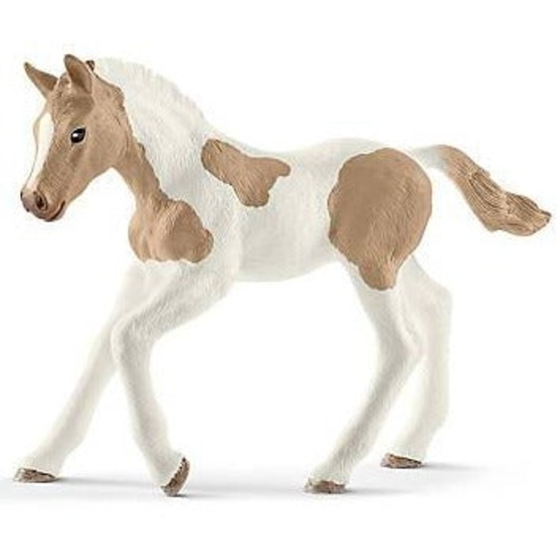 Paint Horse Foal