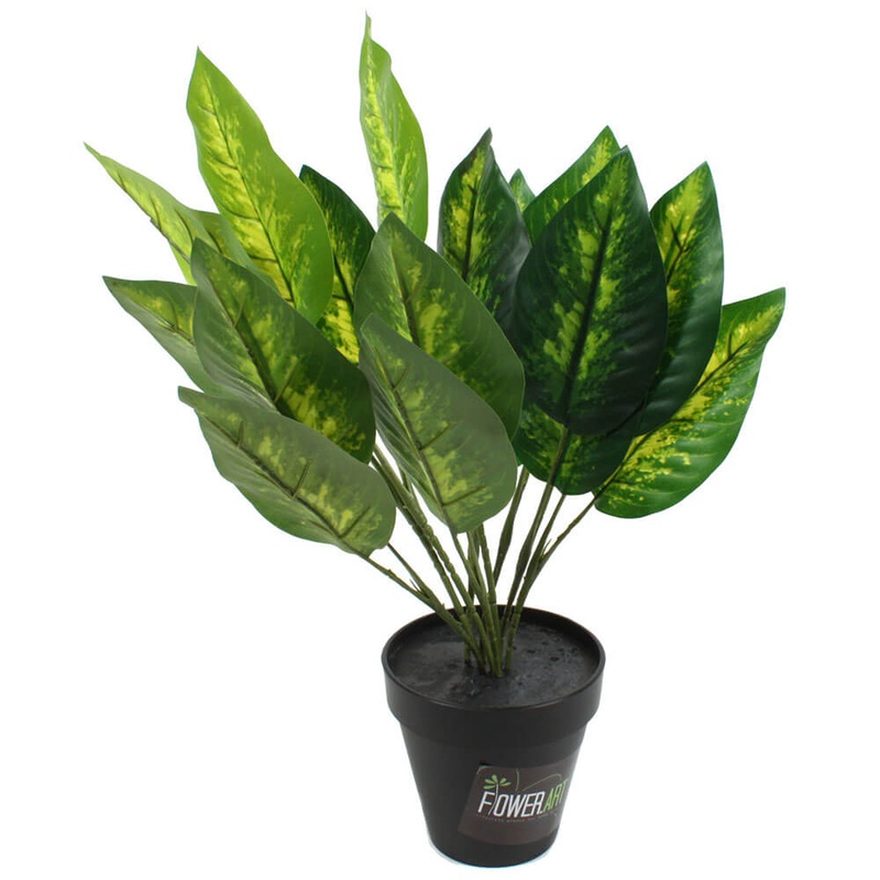 Dieffenbachia Dumb Canne Plant en pot 50 cm